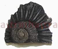 Shaligram 10778 25gm